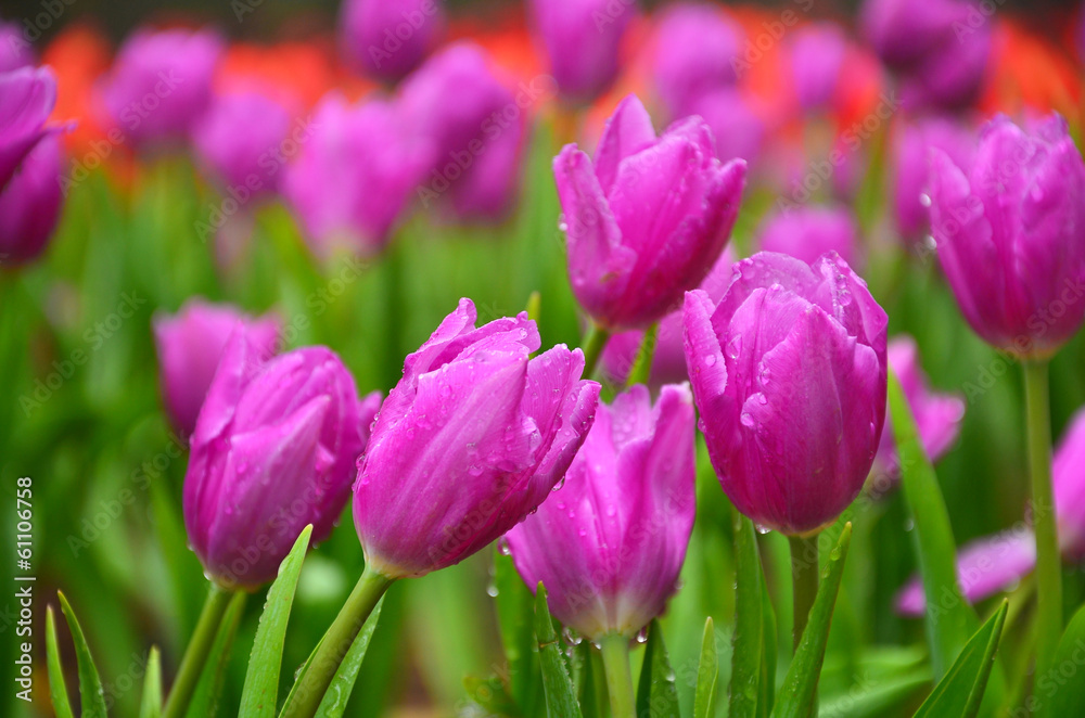 Group of Purple Tulips