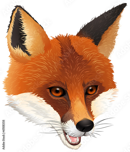 A fox
