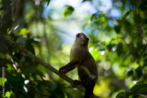 Black-tailed marmoset