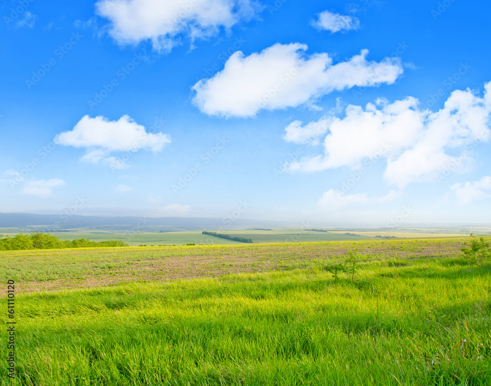 Fototapeta premium green field