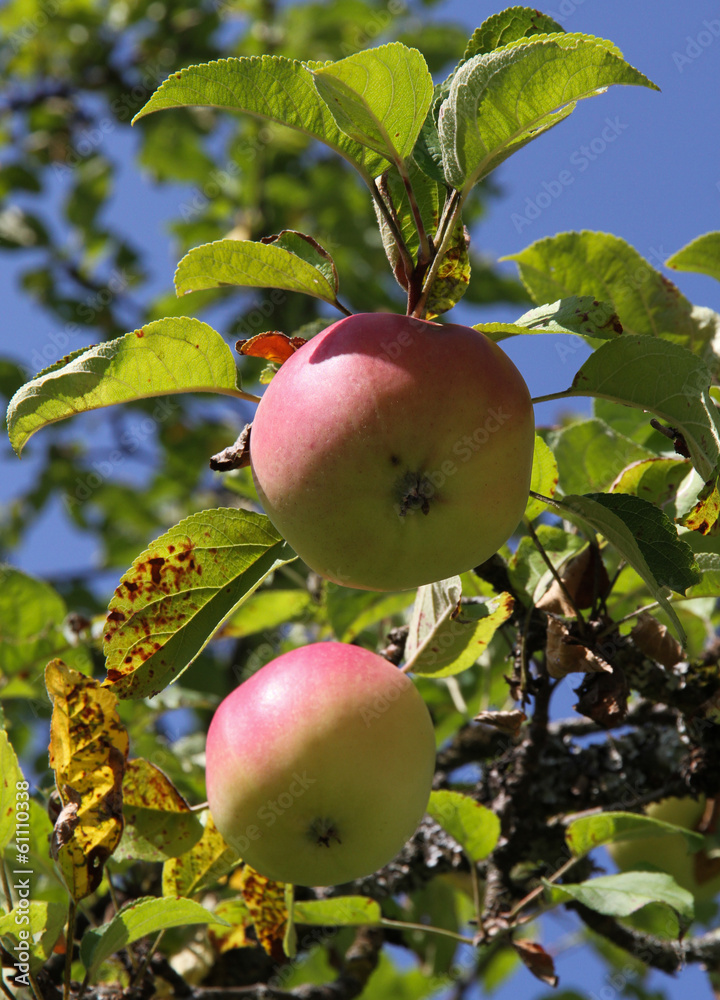 campagne campagne