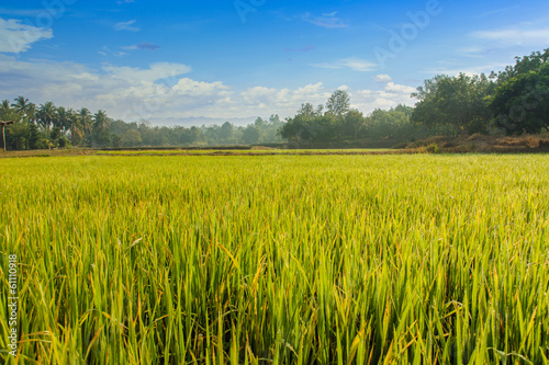 Green field landscape with the sky