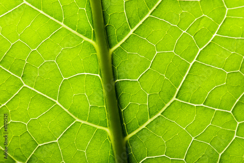 green leave texture