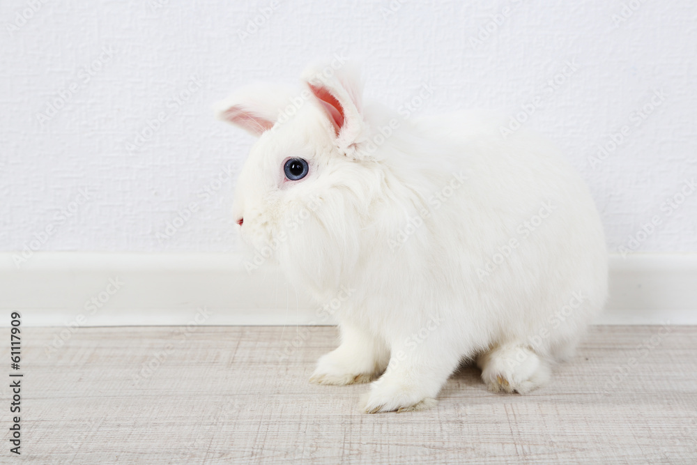 White cute rabbit, close up White cute rabbit, close up