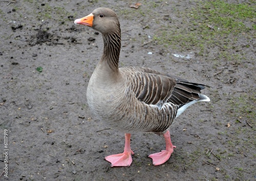 Grey goose portrait