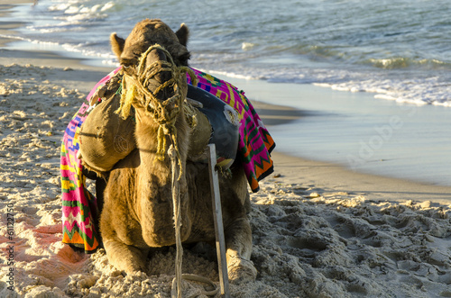 Kamel am Strand von Sousse, Tunesien