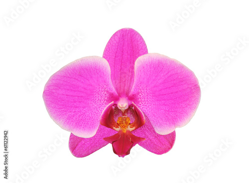 Beautiful flower Orchid, pink phalaenopsis close-up isolated on