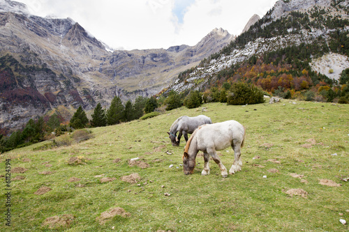 horses grazing in a meadow surrounded by mountains