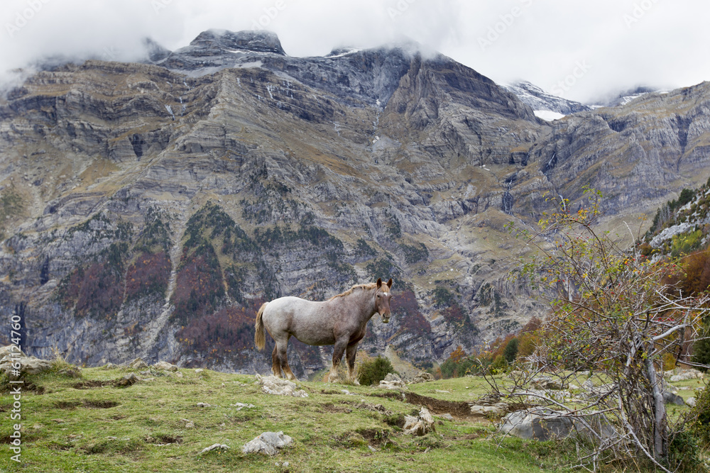 horses grazing in a meadow surrounded by mountains