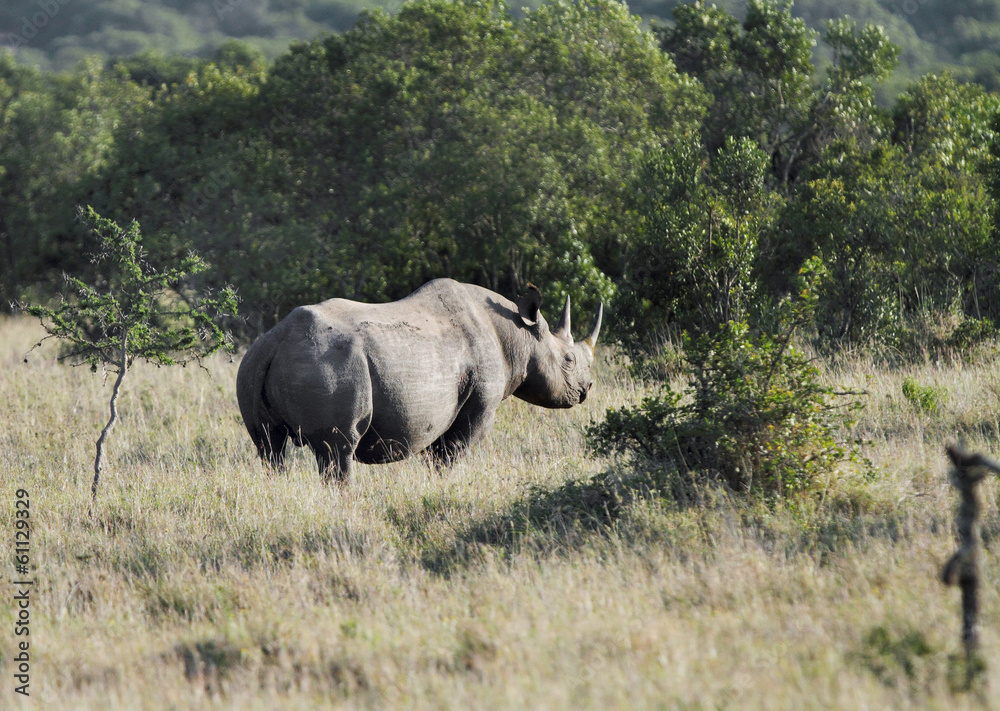 A black Rhinocerous moving away in the jungle A black Rhinocerous moving away in the jungle