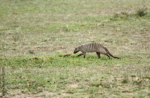 A Banded mangooes moving in grassland
