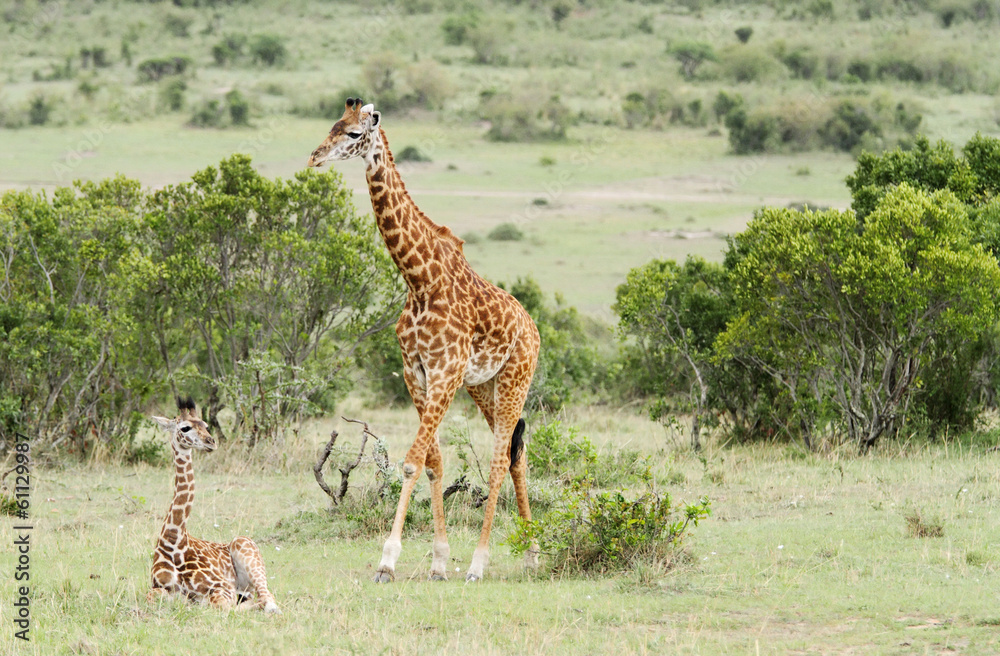 Obraz premium A Giraffe with its calf