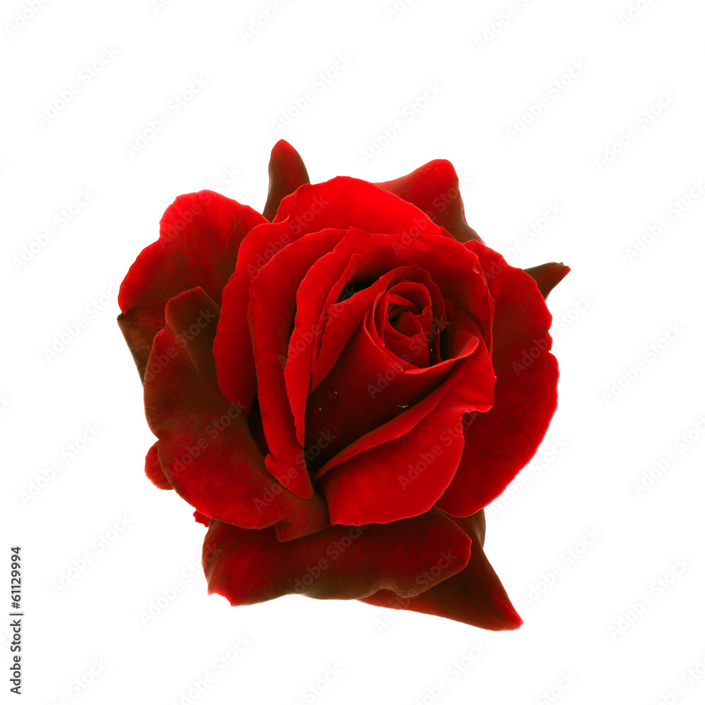 dark red rose is on a white background - obrazy, fototapety, plakaty 