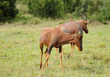 Topi antelopes