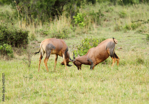 Topi antelopes playing