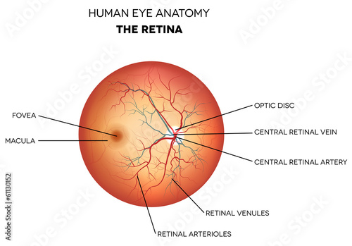 Leinwand Poster Human eye anatomy, retina