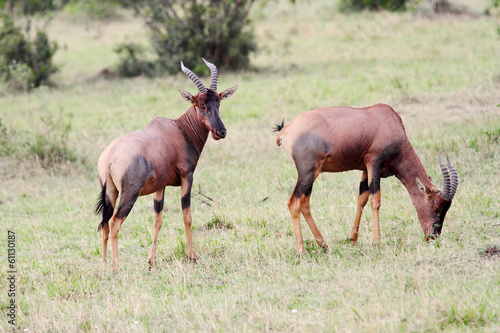 Beautiful Topi antelopes