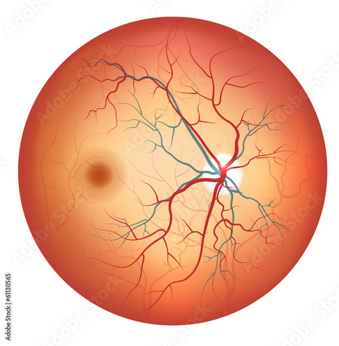 Human eye anatomy, retina detailed illustration