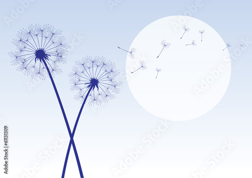 blue dandelions with flying seeds