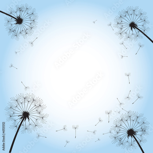 black dandelion on blue background
