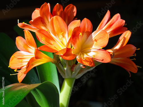 Blütenstand der Klivie - Clivia photo