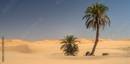 Desert Palm © DAMJAN VOGLAR