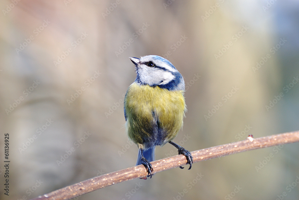 Fototapeta premium sikora modra