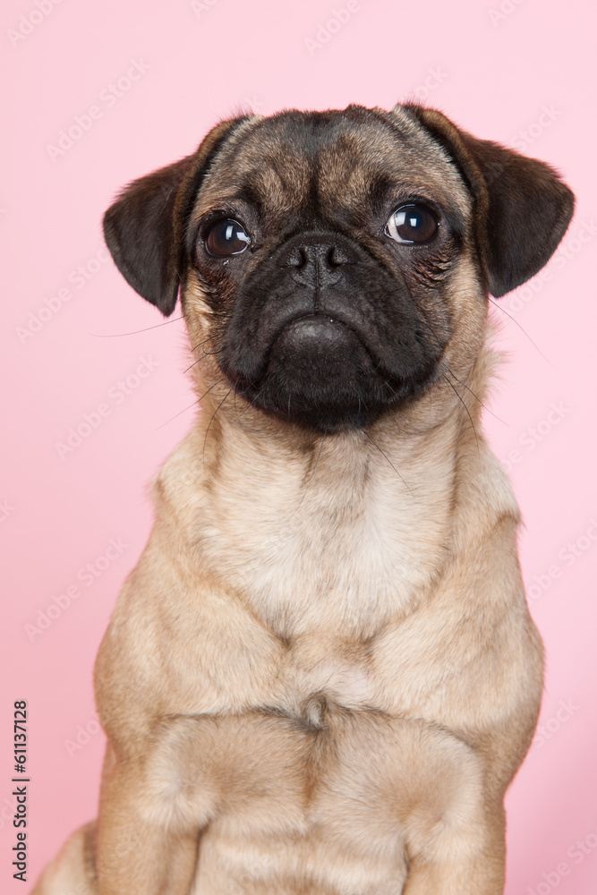 Puppy pug on pink background