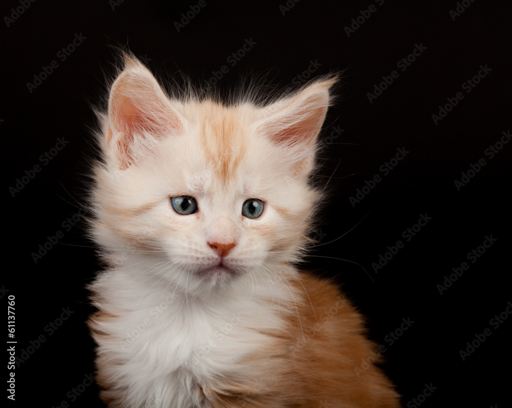 Cute red Maine Coon kitten portrait