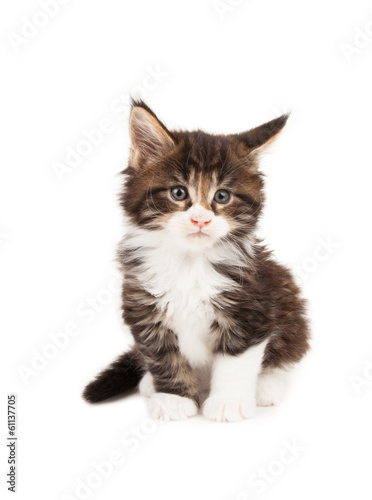 Cute Maine Coon kitten