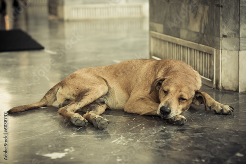 Homeless and sick dog