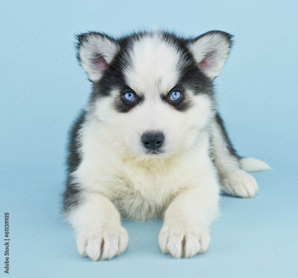 Blue Eyed Husky Puppy