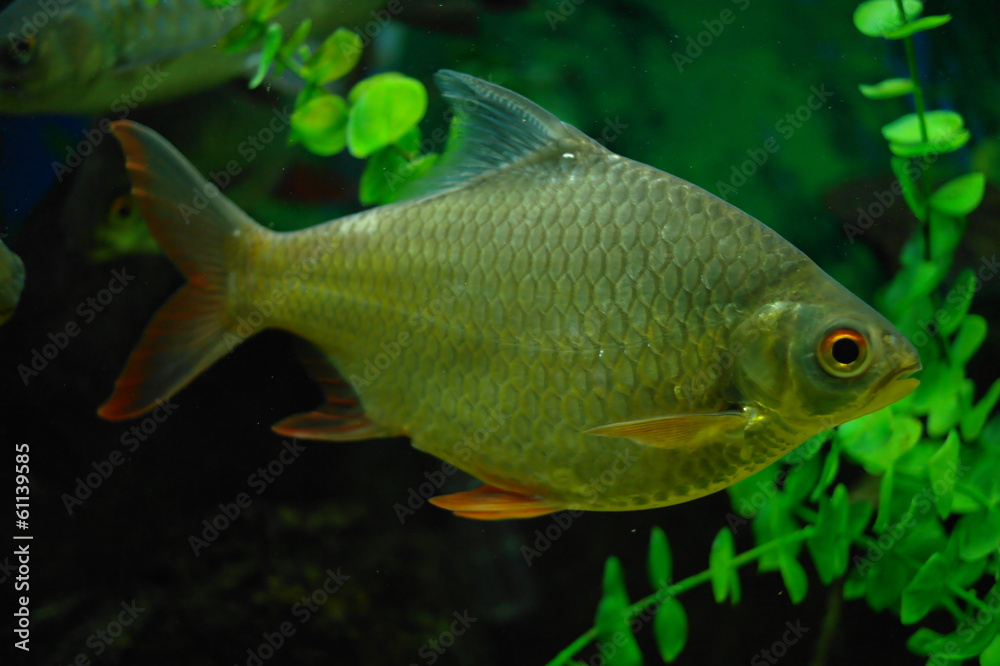 colorful fish under water colorful fish under water