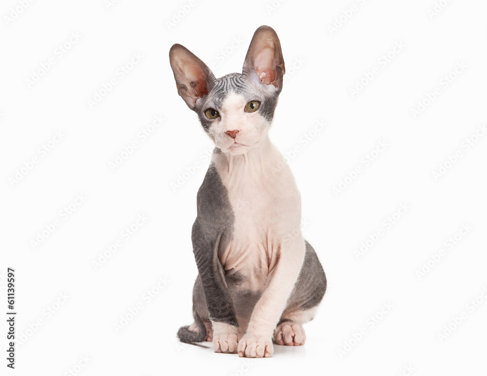 Don sphynx kitten on white background