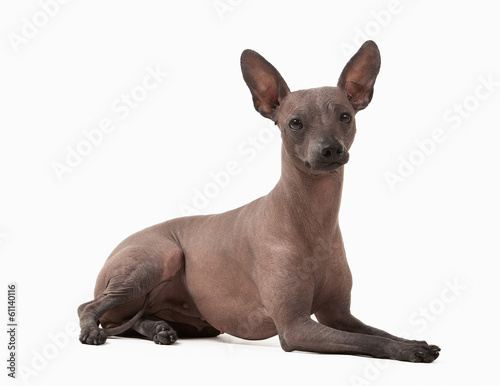 Mexican hairless puppy on white background