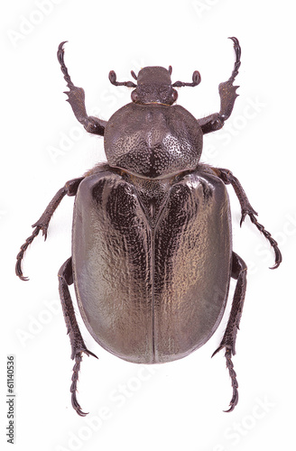 Female of the endangered Hermit Beetle (Osmoderma eremita) © Marco Uliana