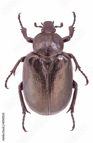 Female of the endangered Hermit Beetle (Osmoderma eremita) photo