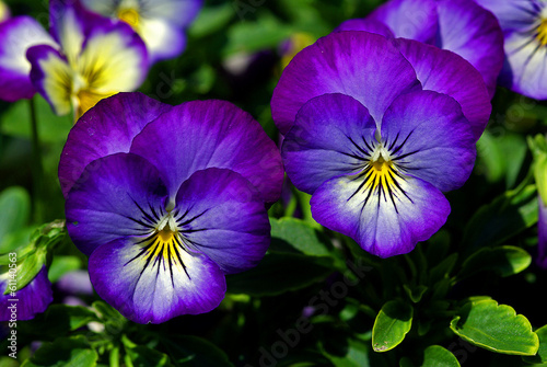 Close up of pansy flowers photo