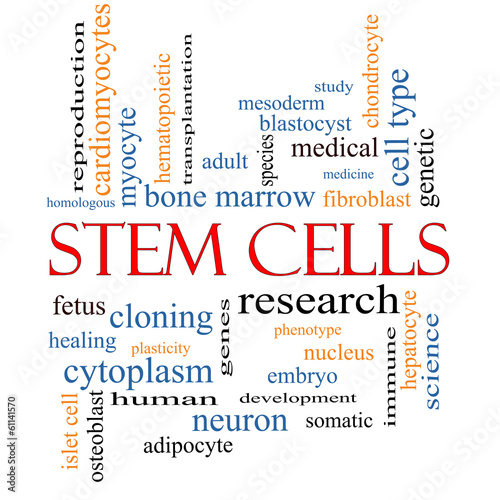 Stem Cells Word Cloud Concept photo