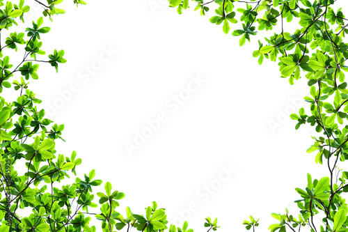 Green leaf  isolated