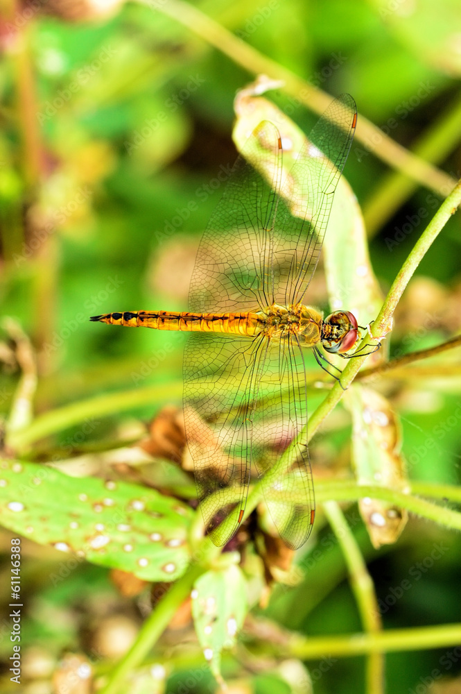 dragon fly dragon fly