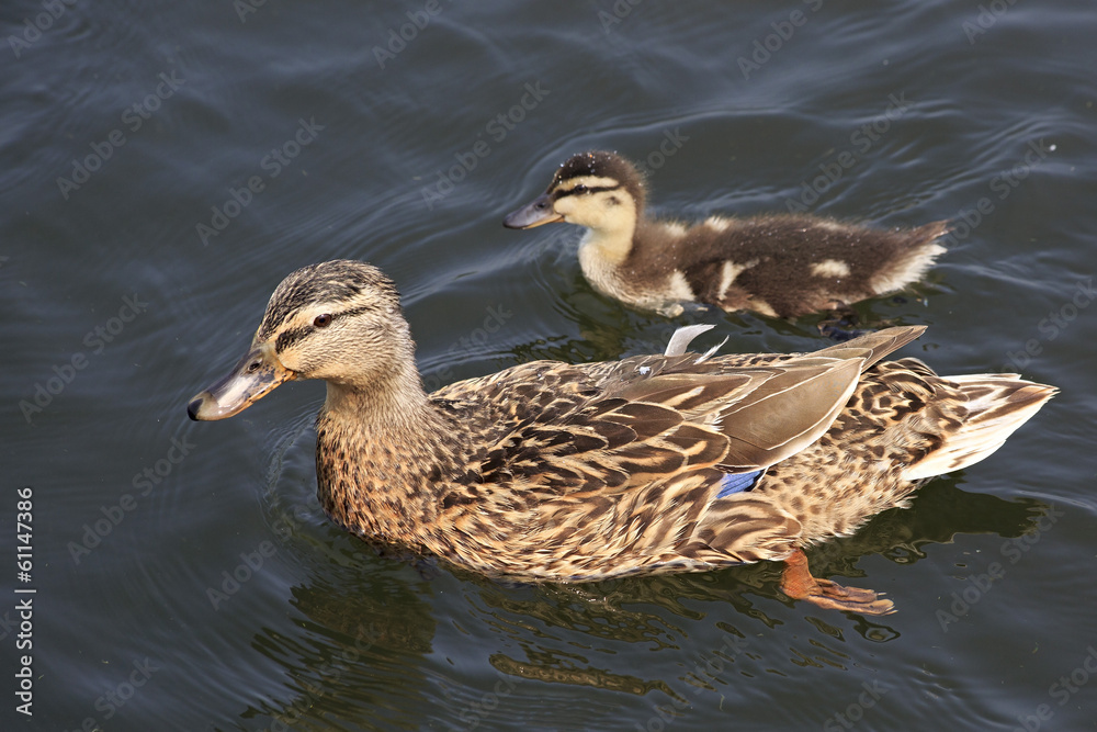 Beautiful duck with duckling swim in a pond. Beautiful duck with duckling swim in a pond.