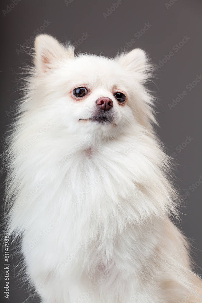 Obraz premium Pomeranian dog with grey background