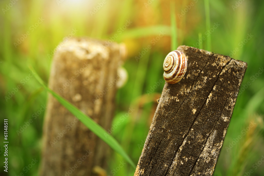 Small snail resting in the meadow