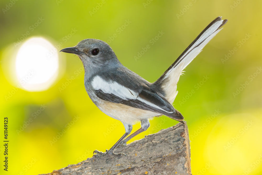 Fototapeta premium Close up of female Oriental Magpie Robin (Copsychus saularis)