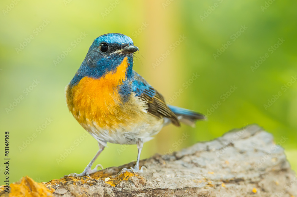 Close up of Deep blue of Chinese Blue Flycatcher in nature