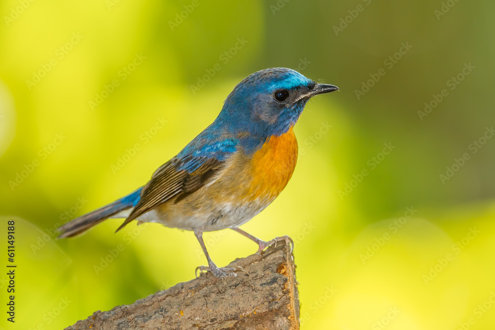 Chinese Blue Flycatcheract on the wood in nature