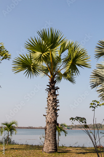 Fototapeta Naklejka Na Ścianę i Meble -  Sugar palm tree