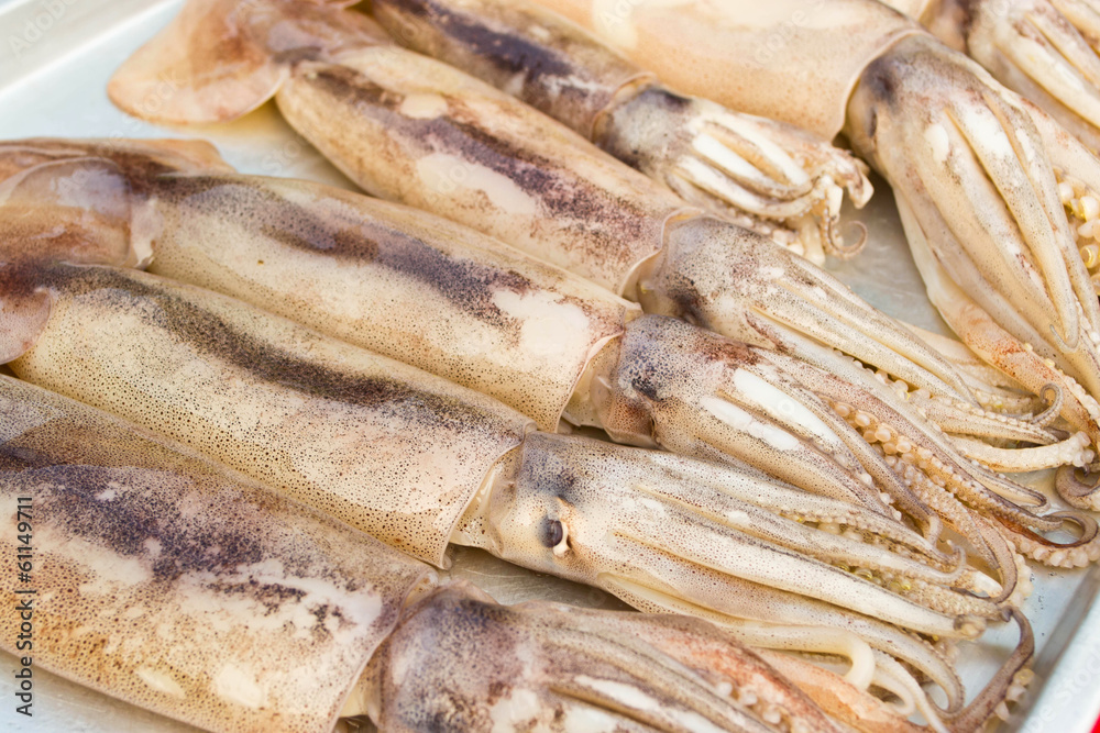 freshly squid freshly squid
