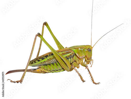 Fototapeta Grasshopper 24